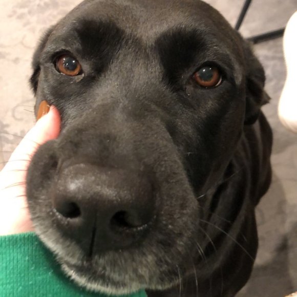 Hi! Welcome to my Poshmarket! - Picture 1 of 1